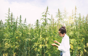 Medizinisches Cannabis wird von Wissenschaftlerin geprüft