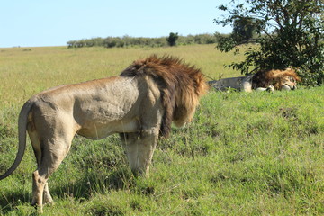 Mature lions walking and sleeping in Kenya