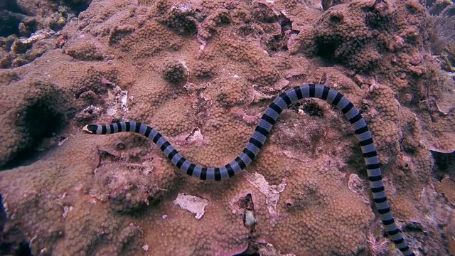 Black-banded Sea Krait or blue-lipped sea krait - Laticauda laticaudata, Oceania, Indonesia, Southeast Asia
