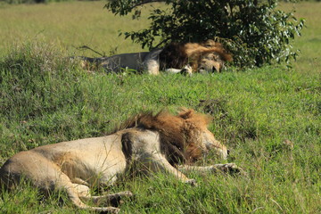 Two mature lions sleeping in Kenya