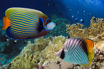 Fototapeta na wymiar Photo of a tropical Fish on a coral reef