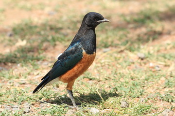 Young Superb Starling in Kenya
