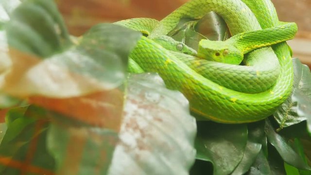 green pit viper on a branch close up