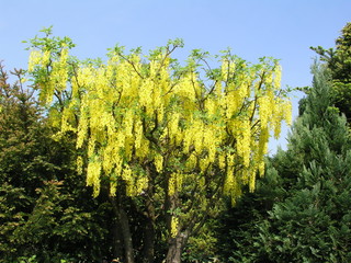 Laburnum x watereri Vossii