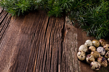 Wooden background with quail eggs and sprigs of yew.