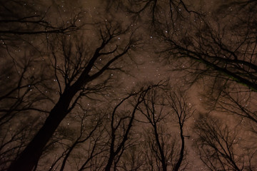 Stars above treetops in Fruska gora, Serbia
