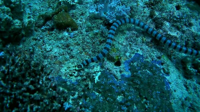 Black-banded Sea Krait or blue-lipped sea krait - Laticauda laticaudata, Oceania, Indonesia, Southeast Asia
