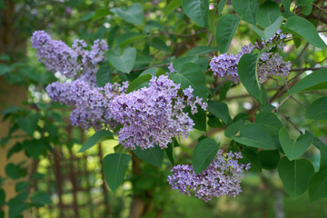 Blooming lilac ( Syringa ) in a garden