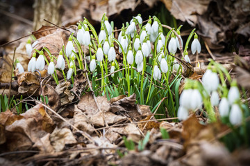Detail of flowering snowdrops in forest