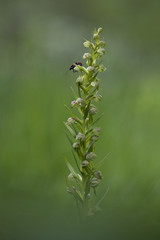 orchid