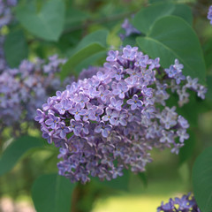 Blooming lilac ( Syringa ) in a garden