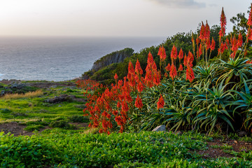 Fototapety  Kwiat aloesu kwitnący w pobliżu oceanu o wschodzie słońca na Maderze