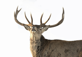 Red deer with large antlers isolated on a white background sniffing the air in the winter snow