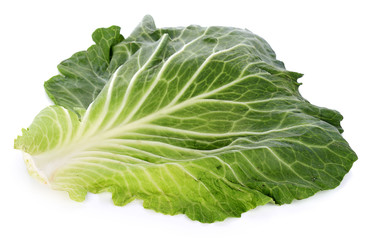 cabbage leaf against white background