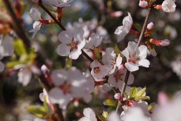 Цветение вишни
