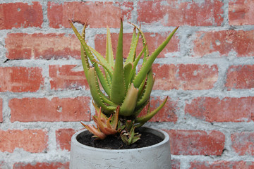Aloe in pot against brick wall