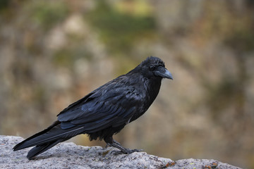 animal