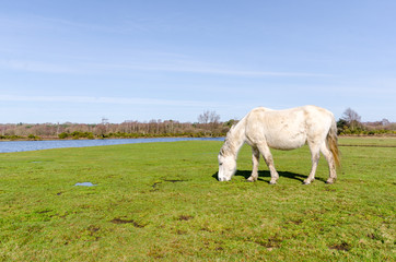 Obraz premium Burbush