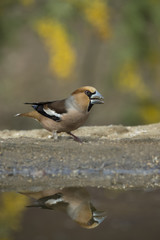animal