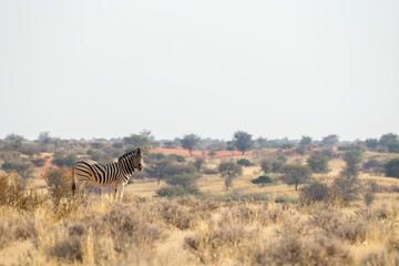 Fototapeta na wymiar Standing Burchell`s zebra in the grasslands near Kalahari Anib lodge in Kalahari desert, Namibia