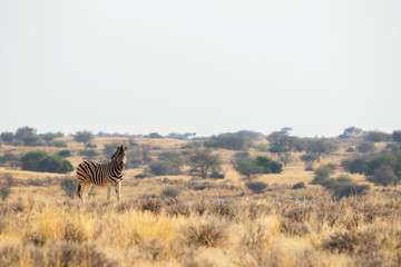 Standing Burchell`s zebra in the grasslands near Kalahari Anib lodge in Kalahari desert, Namibia