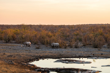 Moringa waterhole at sunset time with a couple of black rhino © Anna