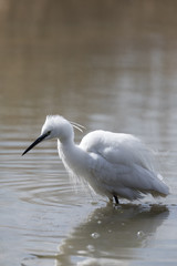 Egretta garzetta