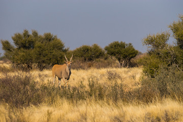 Standing eland antelope in savannah near Kalahari Anib lodge in Kalahari desert, Namibia