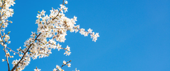 White tender blooming cherry brunch on a blue sky background.