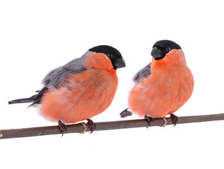 two bullfinch