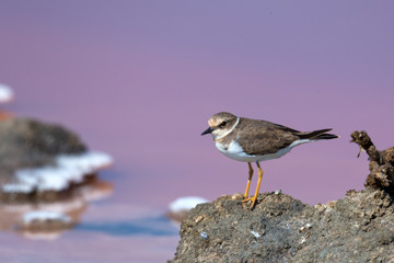 animal