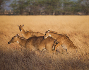 Nilgai
