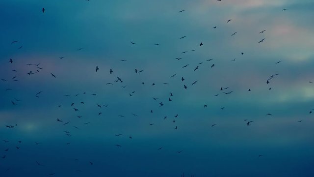Birds Circling in the Twilight