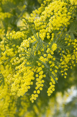 flowers of yellow mimosa