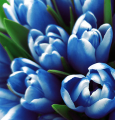 tulips flowers. Bouquets of white-blue tulips.  Spring background with flowers tulips.  Closeup....