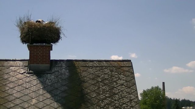 Der Storchennachwuchs im Nest l&auml;sst sich von den umherfliegenden Schwalben beim Fressen nicht st&ouml;ren (Totale)