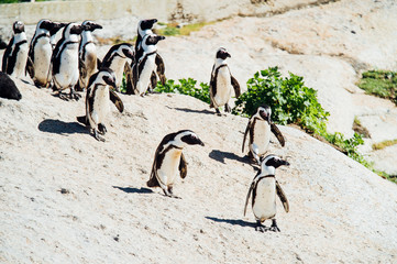 Penguins at the beach