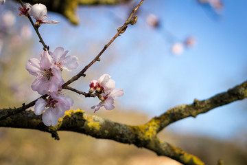 Kirschblüte im Frühling