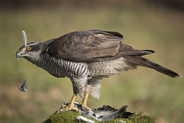 animal