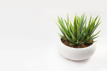 fake flower with vase on white background