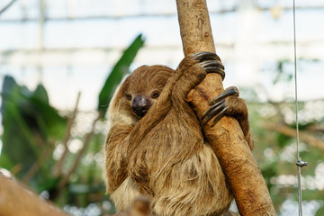 ナマケモノ　神戸どうぶつ王国 © garden