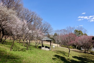 梅の公園