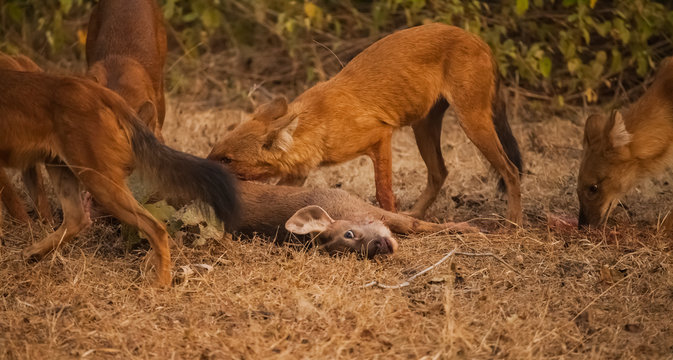 asiatic wild dog group