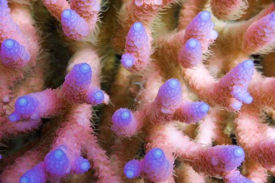 pink coral purple close up