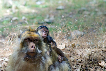 monkey berber morocco