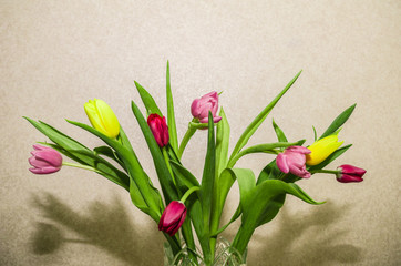 Tulips