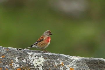 animal