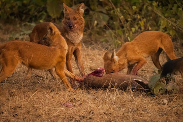 asiatic wild dog group