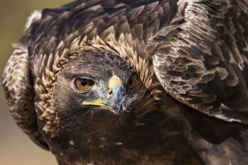 animal