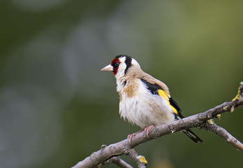 animal